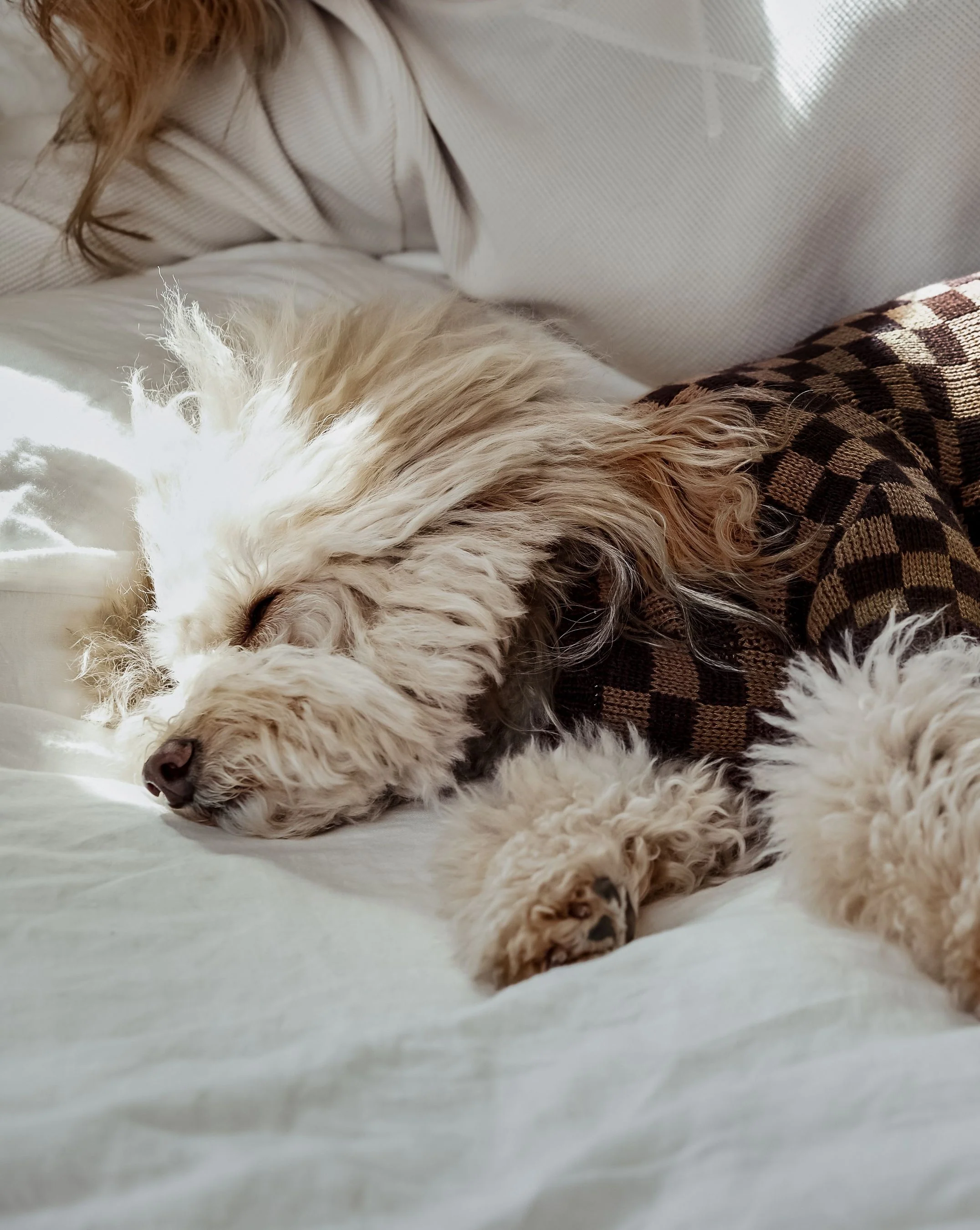 Arlo Brown Check Dog Sweater - Image 4