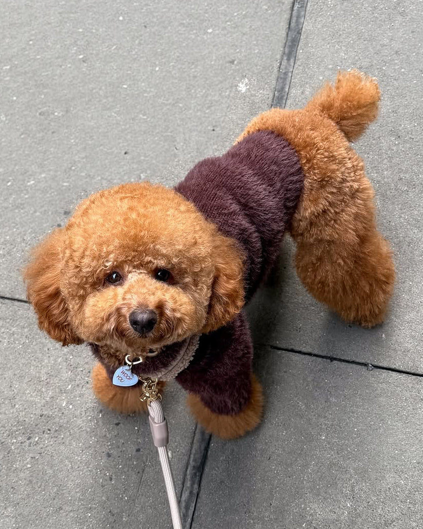 Bobbi Chocolate Eyelash Knit Dog Sweater - Image 13