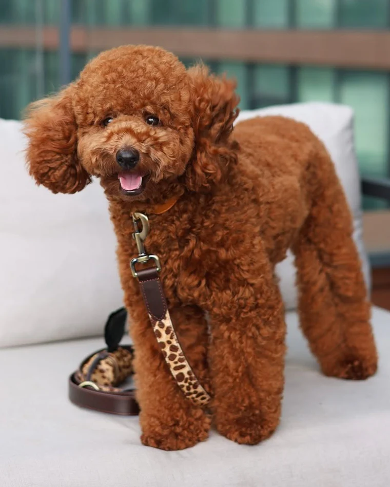 Wylde Brown Spotted Pony Fur Dog Leash - Image 3