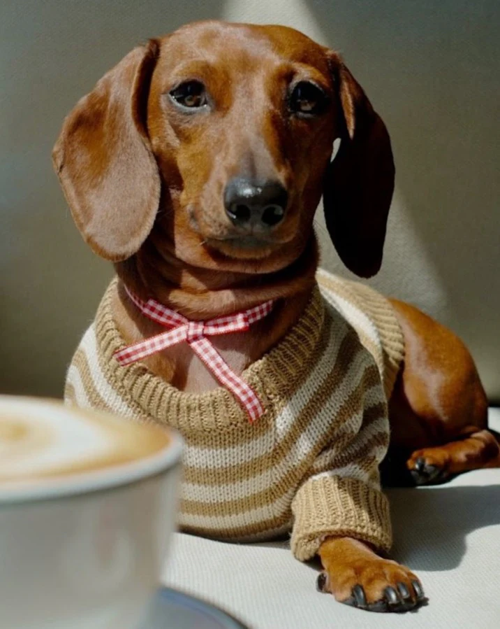 Like A Bandit Nutmeg Striped Dog Sweater - Image 10
