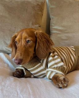 Like A Bandit Nutmeg Striped Dog Sweater - Image 12