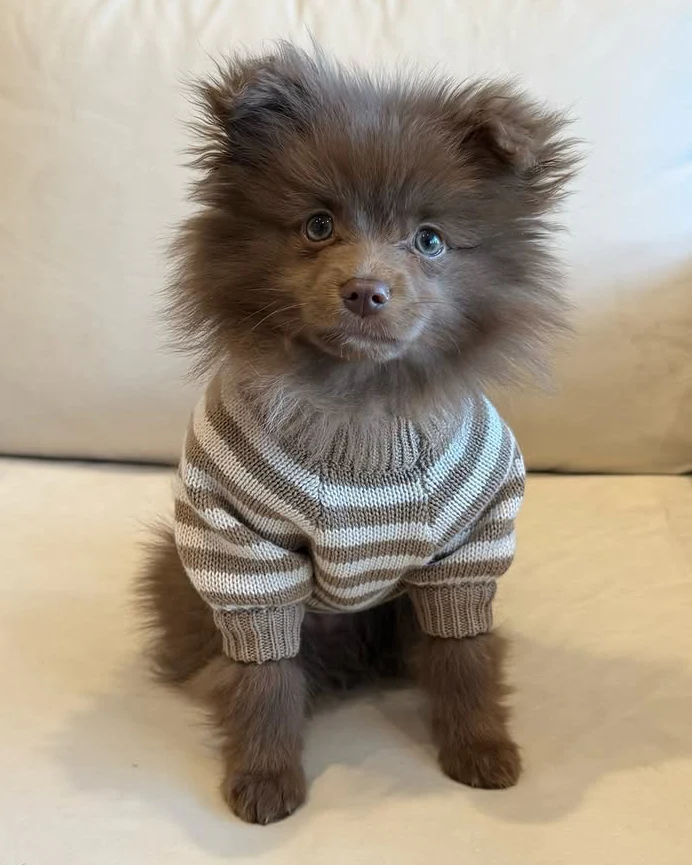 Like A Bandit Nutmeg Striped Dog Sweater - Image 15