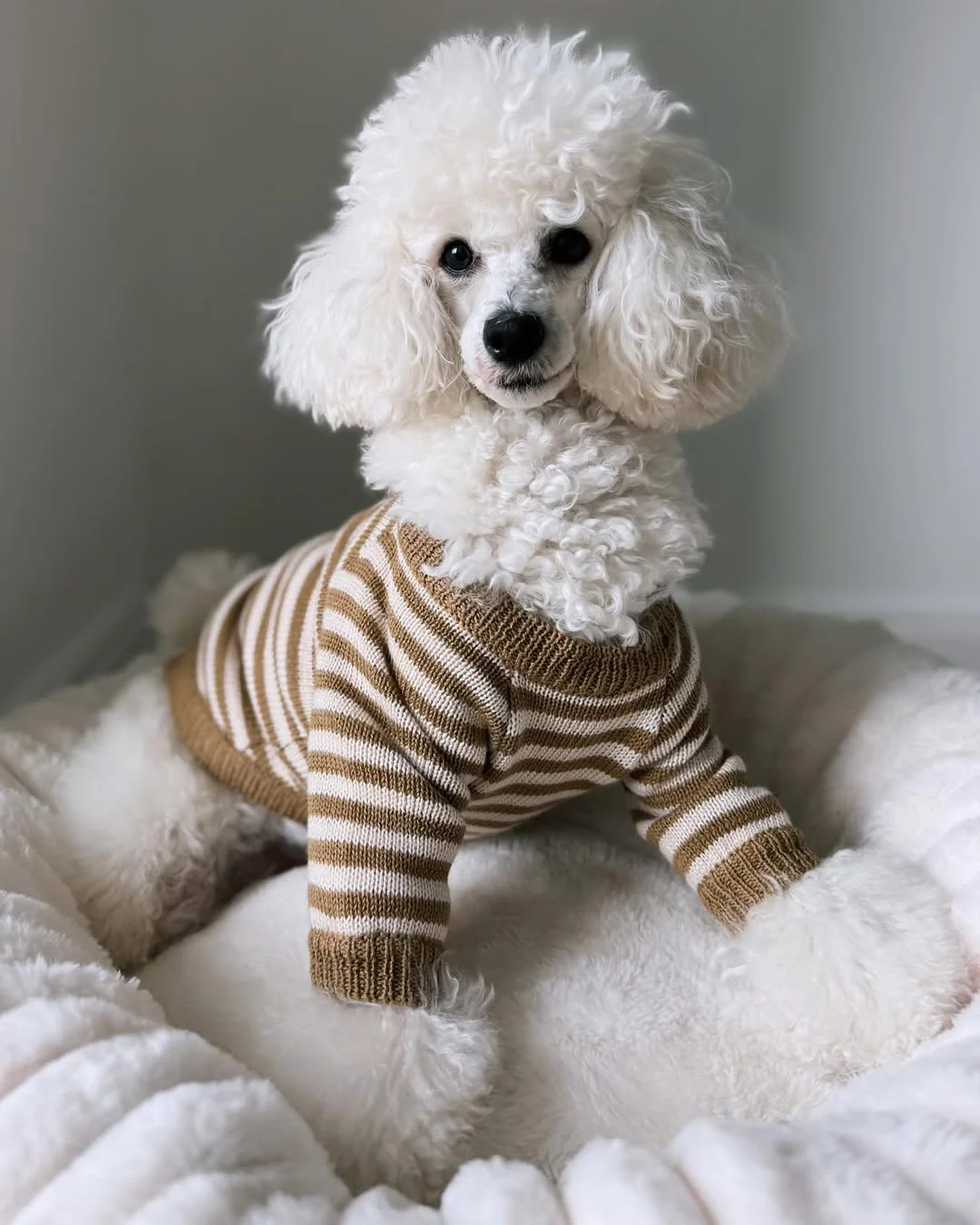 Like A Bandit Nutmeg Striped Dog Sweater - Image 16