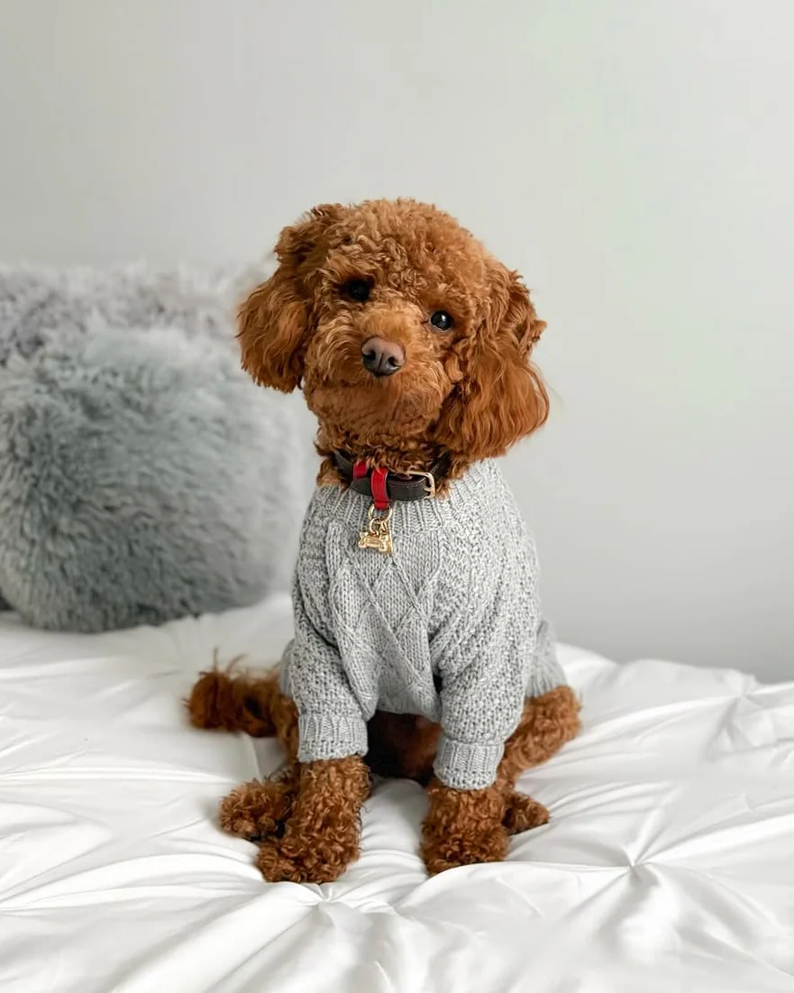 Aspen Grey Cable Knit Sweater - Image 4