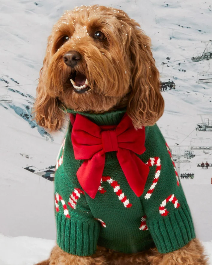 Candy Cutie Green Knit Dog Sweater - Image 6