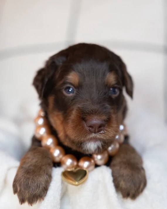 Polished Pup Champagne Pearl Dog Necklace - Image 3