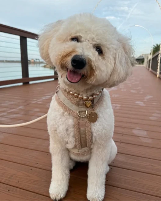 Polished Pup Champagne Pearl Dog Necklace - Image 4