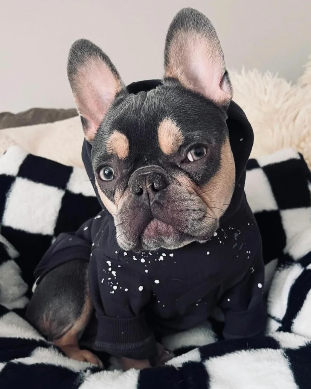 Ziggy Charcoal Paint Splatter Dog Hoodie - Image 3