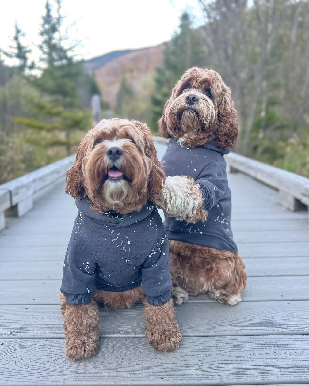 Ziggy Charcoal Paint Splatter Dog Hoodie - Image 7