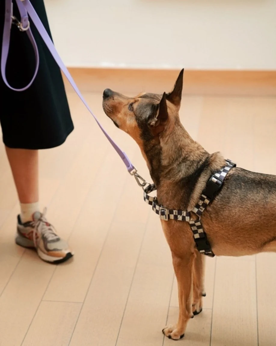 The Fritz Dog Harness - Image 4