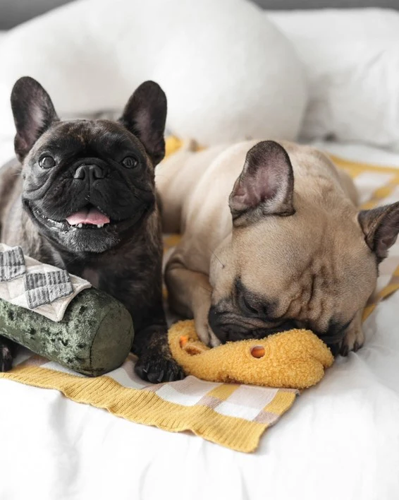 Fromage With Love Cheese Dog Toy - Image 5