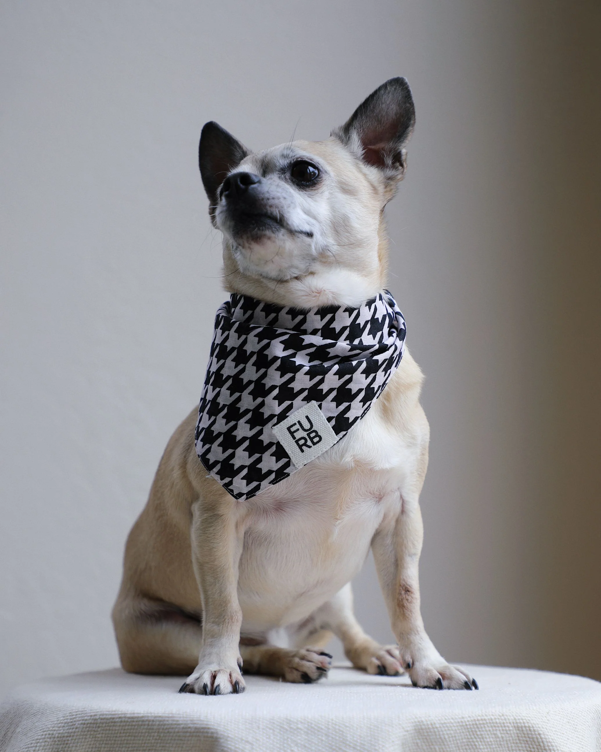 Watson Black + White Houndstooth Dog Bandana - Image 2