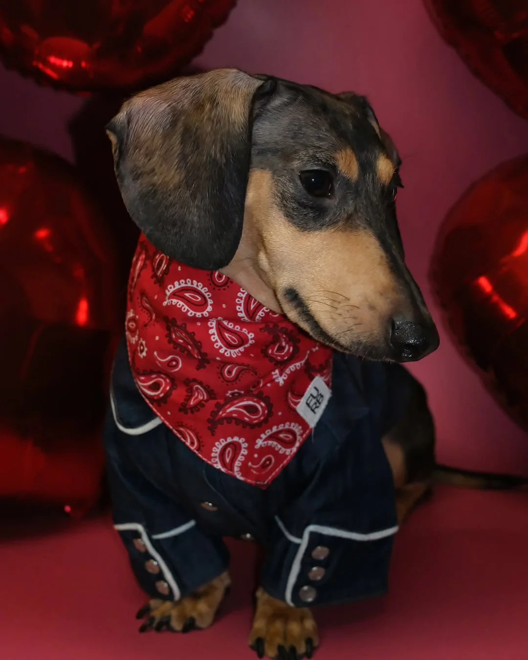 Hello Dolly Red Paisley Dog Bandana - Image 5