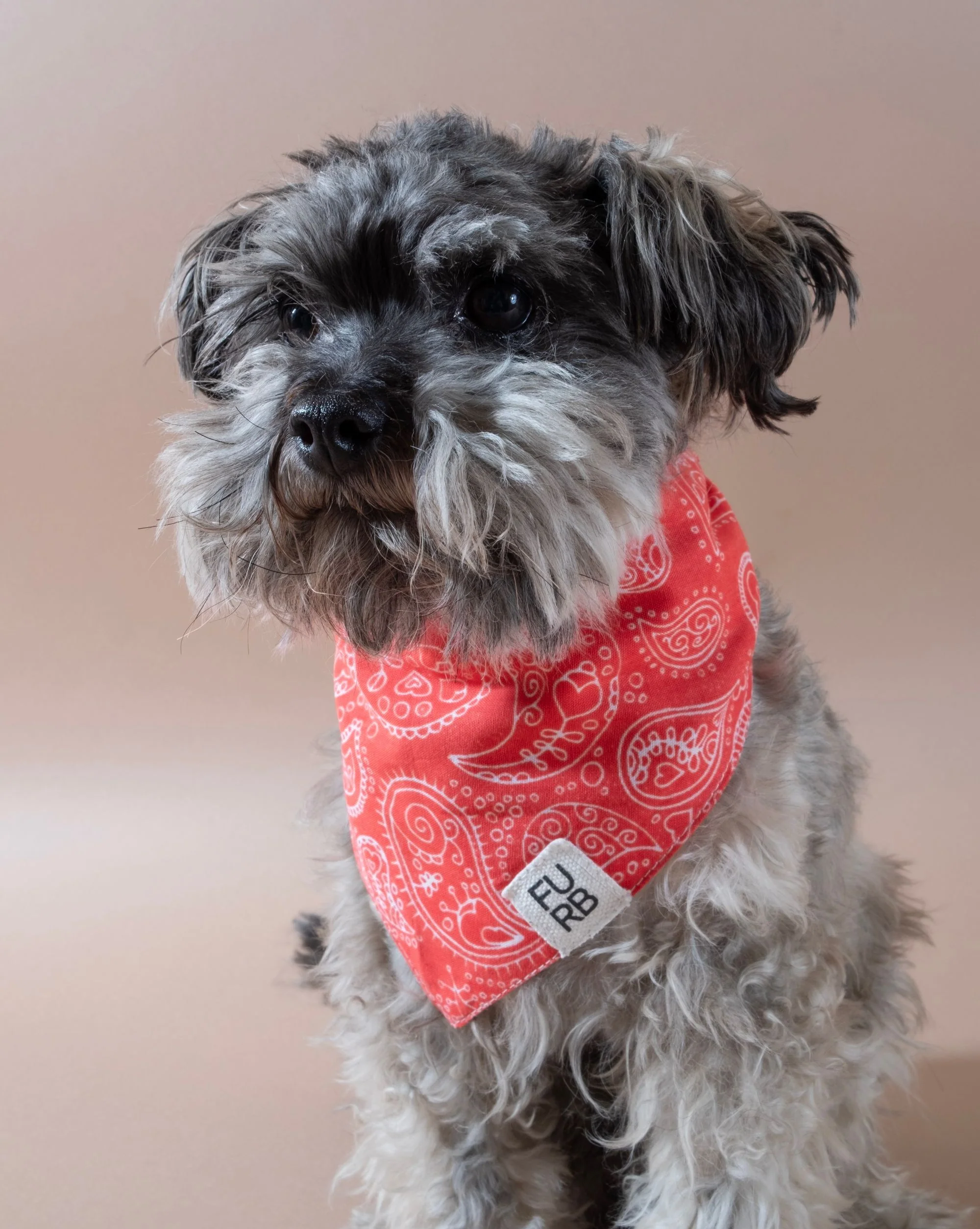 Dolly Red Print Dog Bandana
