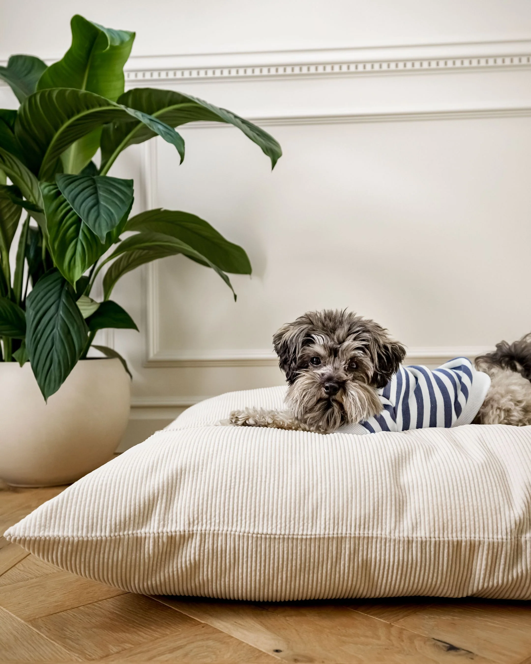 Disco Nap Cream Corduroy Dog Bed - Image 3