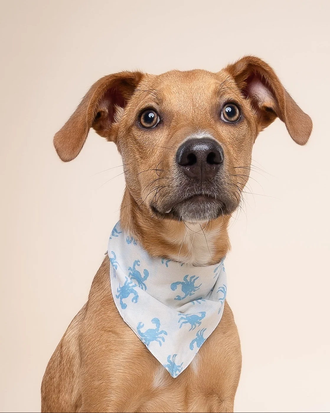 In A Pinch Blue Dog Bandana - Image 2