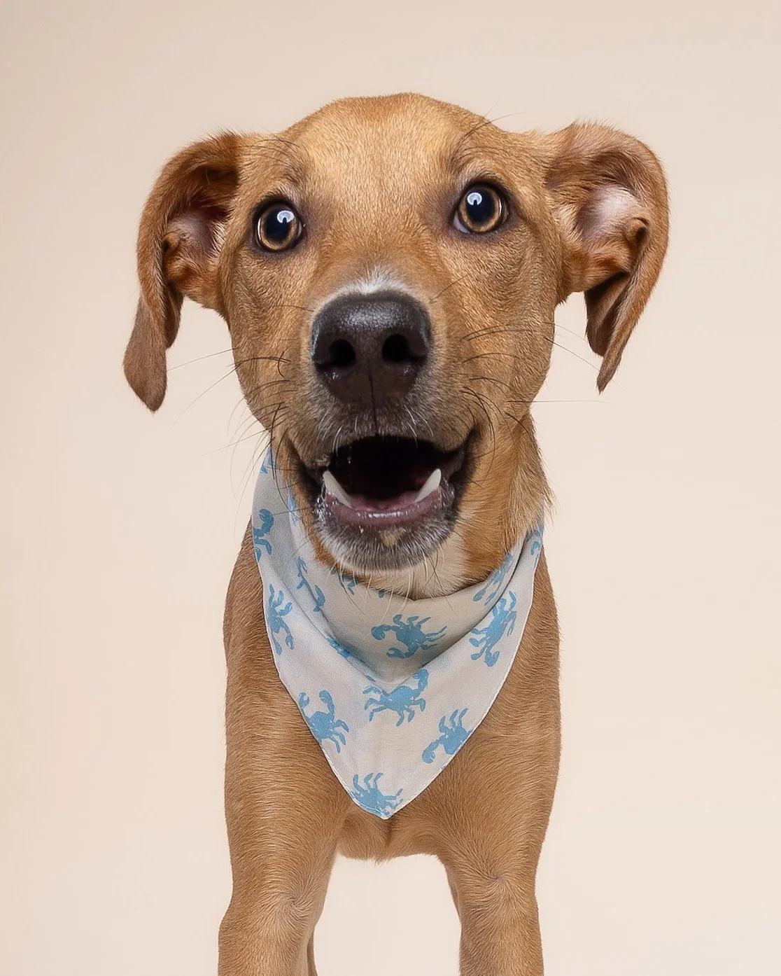 In A Pinch Blue Dog Bandana - Image 4