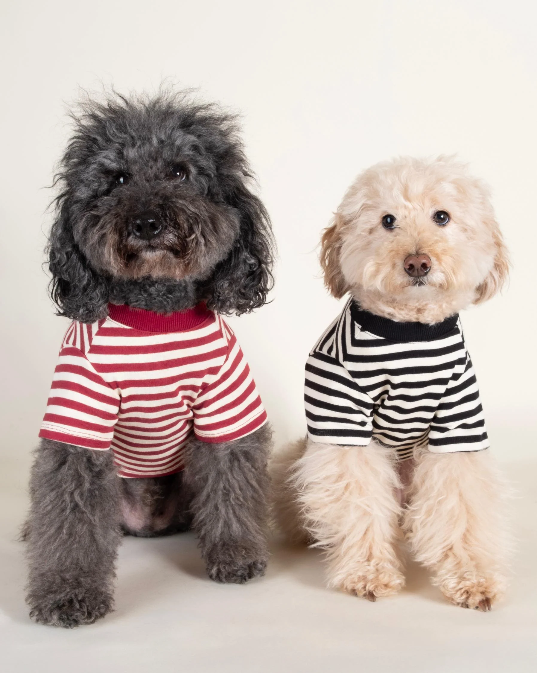 Playful Pooch Black + Ivory Striped Dog T-Shirt - Image 4