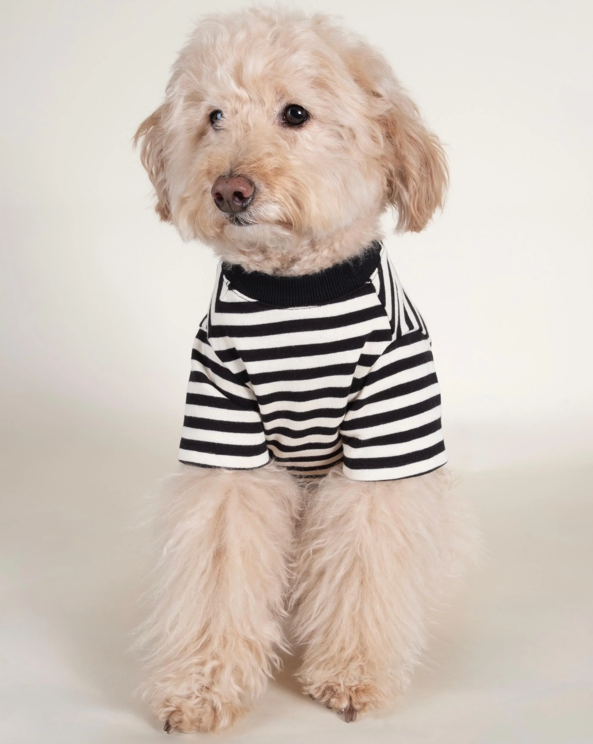 Playful Pooch Black + Ivory Striped Dog T-Shirt - Image 5