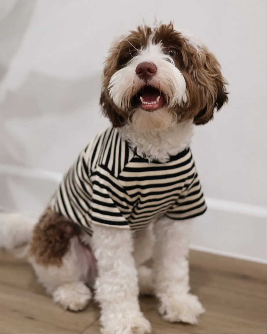 Playful Pooch Black + Ivory Striped Dog T-Shirt - Image 8