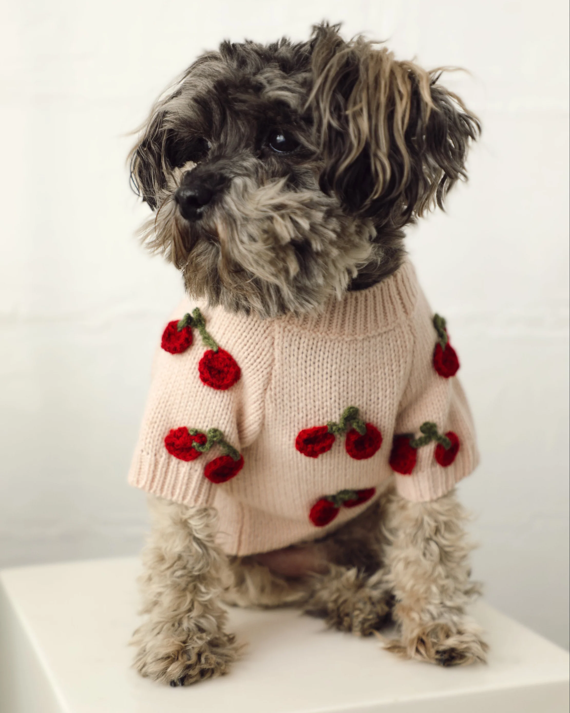 Mon Chéri Blush Cherry Dog Sweater - Image 3