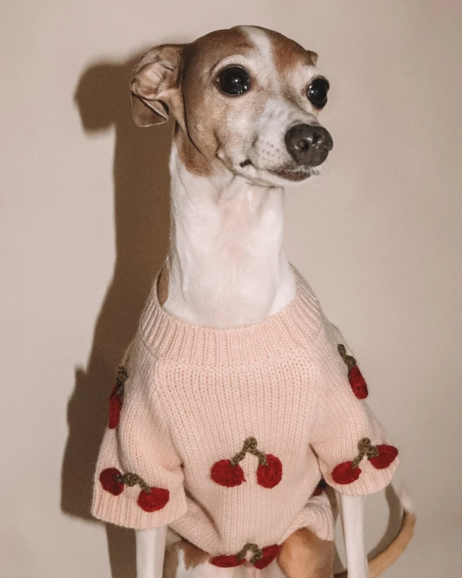 Mon Chéri Blush Cherry Dog Sweater - Image 7