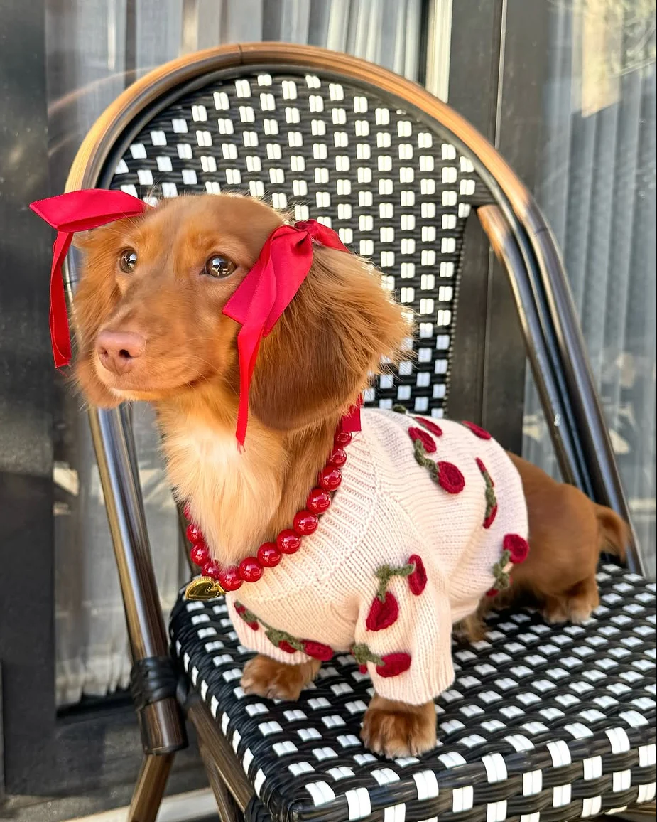 Mon Chéri Blush Cherry Dog Sweater - Image 8