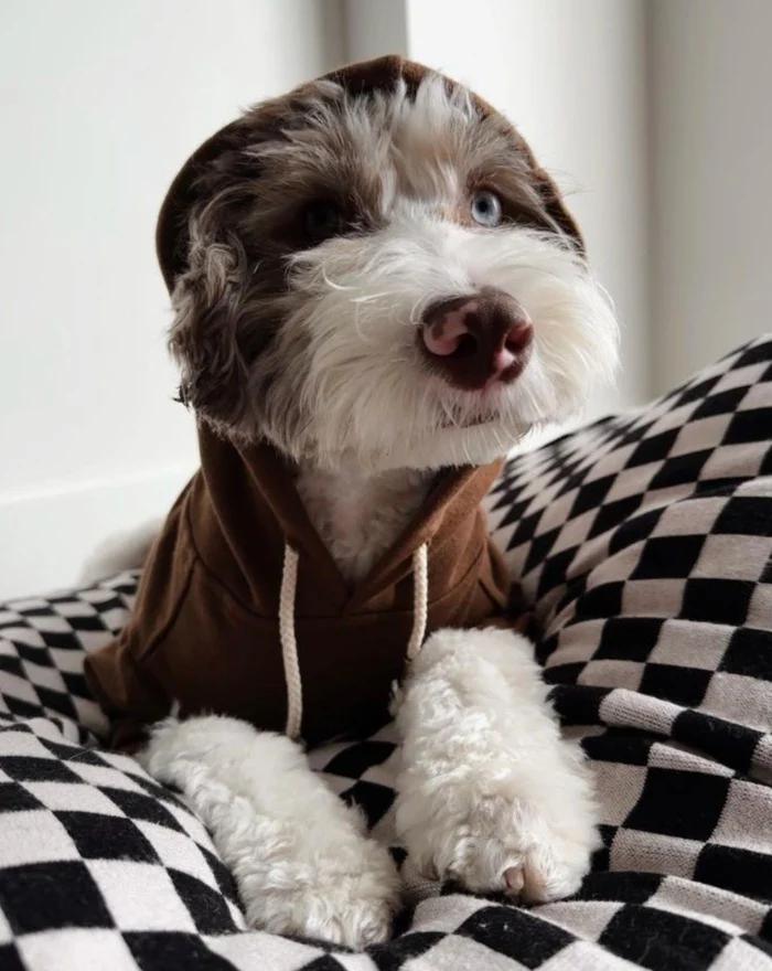 Ziggy Coffee Dog Hoodie