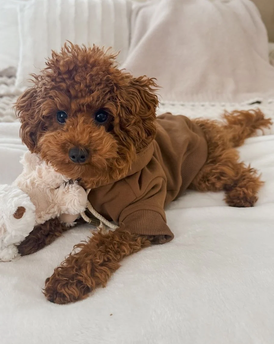 Ziggy Coffee Dog Hoodie - Image 11
