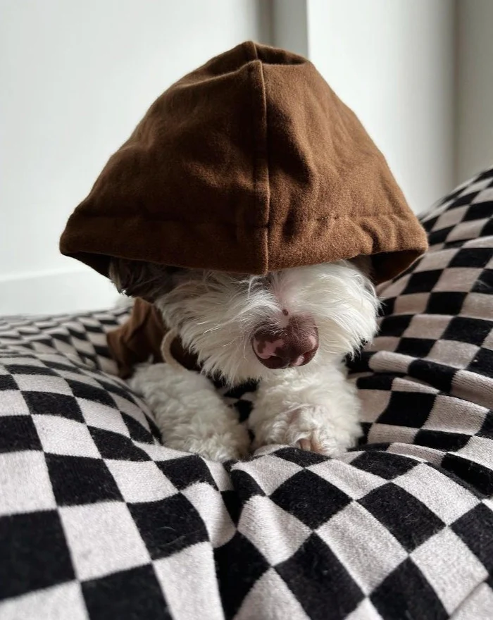 Ziggy Coffee Dog Hoodie - Image 3