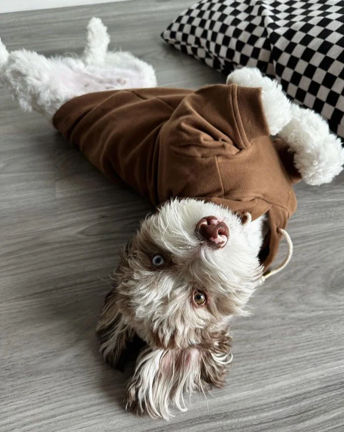 Ziggy Coffee Dog Hoodie - Image 9