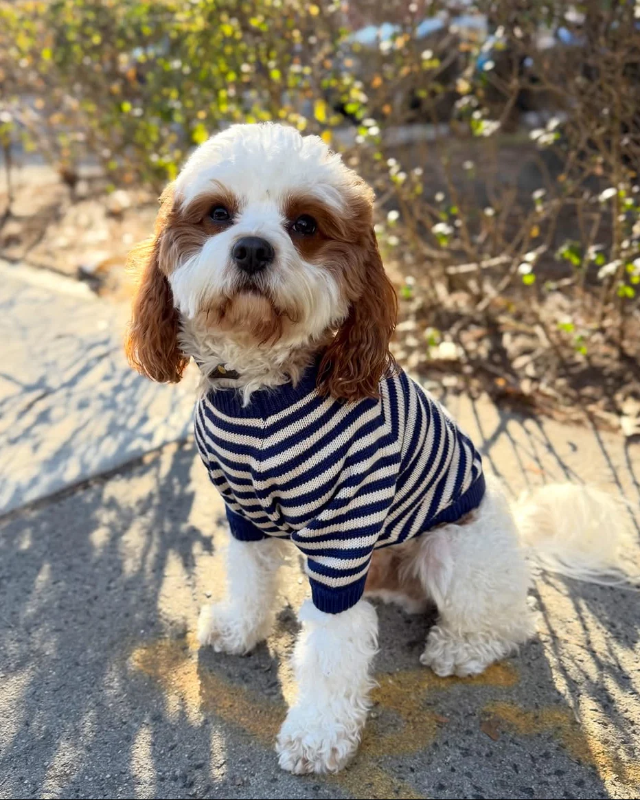 Like A Bandit Blue Striped Dog Sweater - Image 10