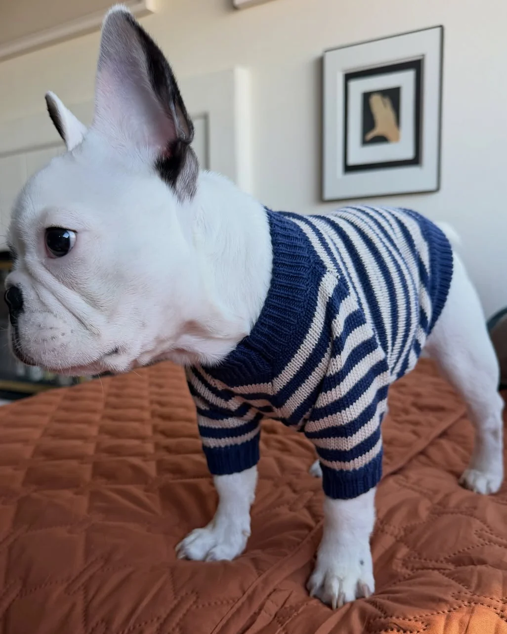 Like A Bandit Blue Striped Dog Sweater - Image 3