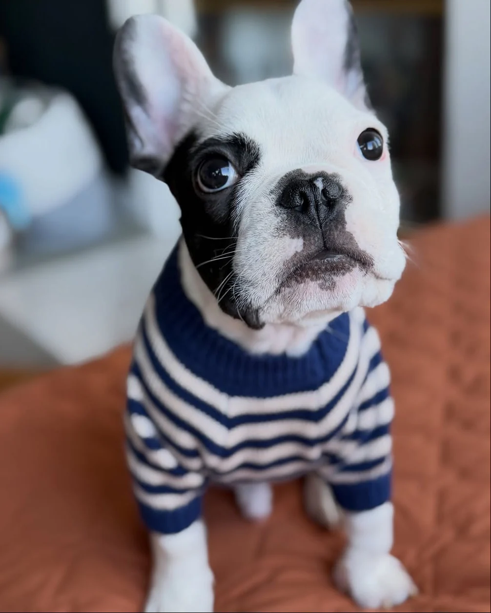 Like A Bandit Blue Striped Dog Sweater - Image 8