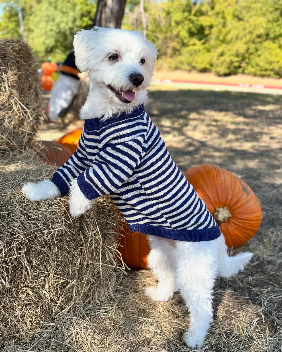 Like A Bandit Blue Striped Dog Sweater - Image 9
