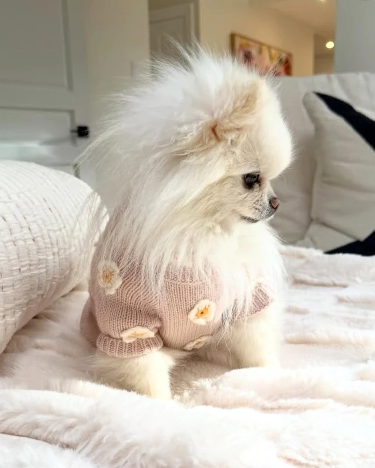 Petal Perfect Blush Daisy Dog Sweater - Image 10
