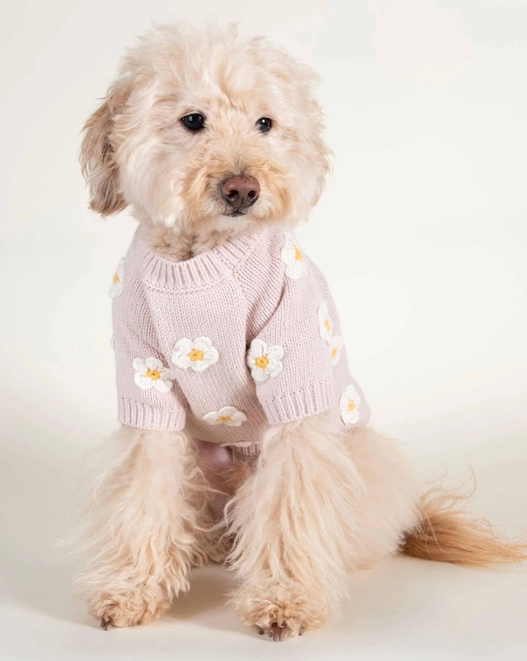 Petal Perfect Blush Daisy Dog Sweater - Image 4