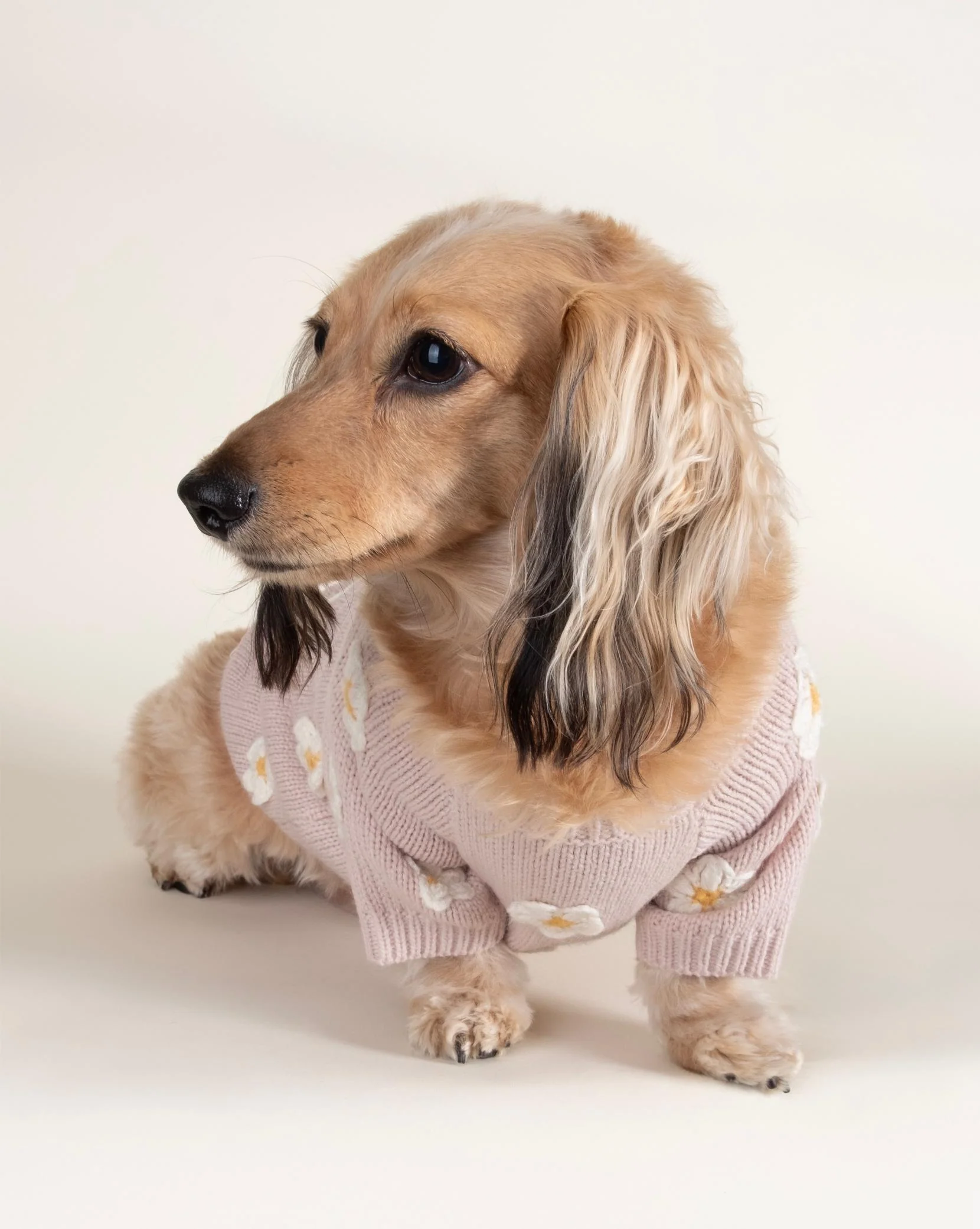 Petal Perfect Blush Daisy Dog Sweater - Image 7