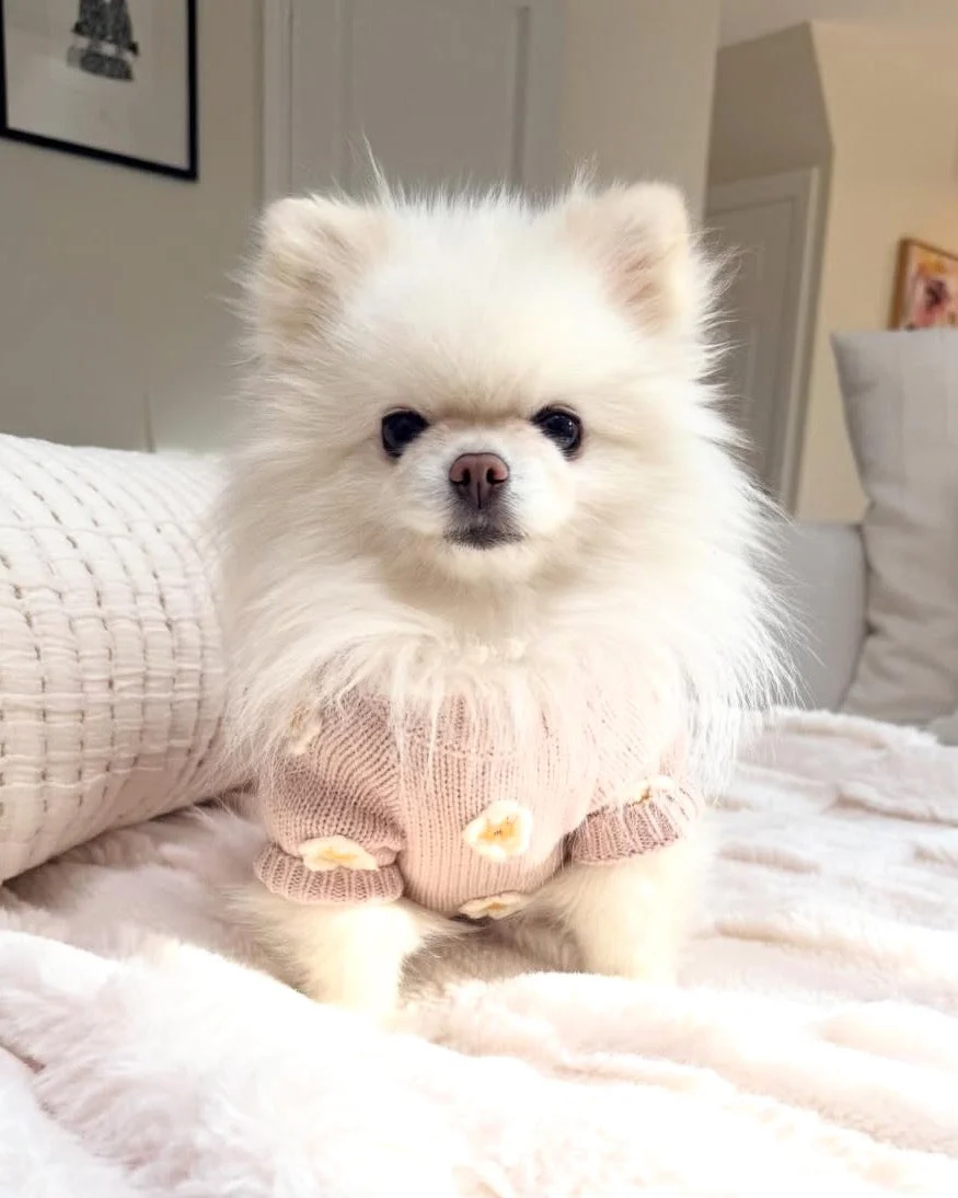 Petal Perfect Blush Daisy Dog Sweater - Image 9