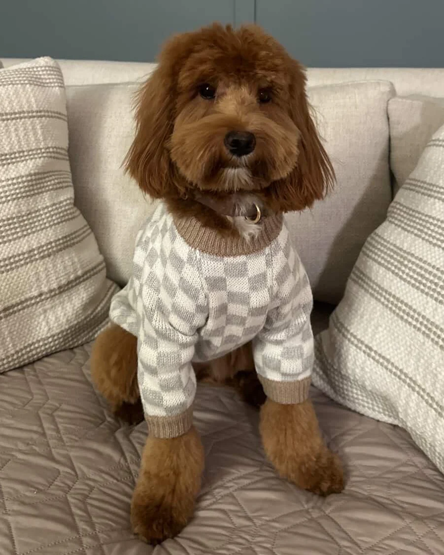 Arlo Grey Check Dog Sweater - Image 13
