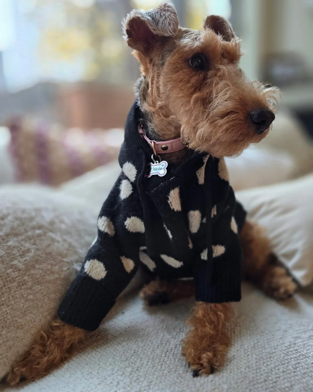 Venice Black + Ivory Polka Dot Dog Hoodie - Image 4