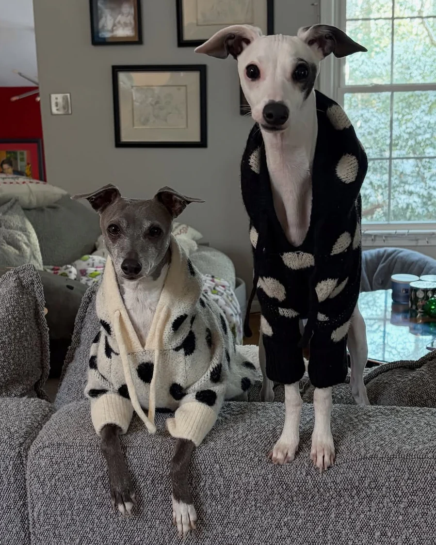 Venice Black + Ivory Polka Dot Dog Hoodie - Image 5