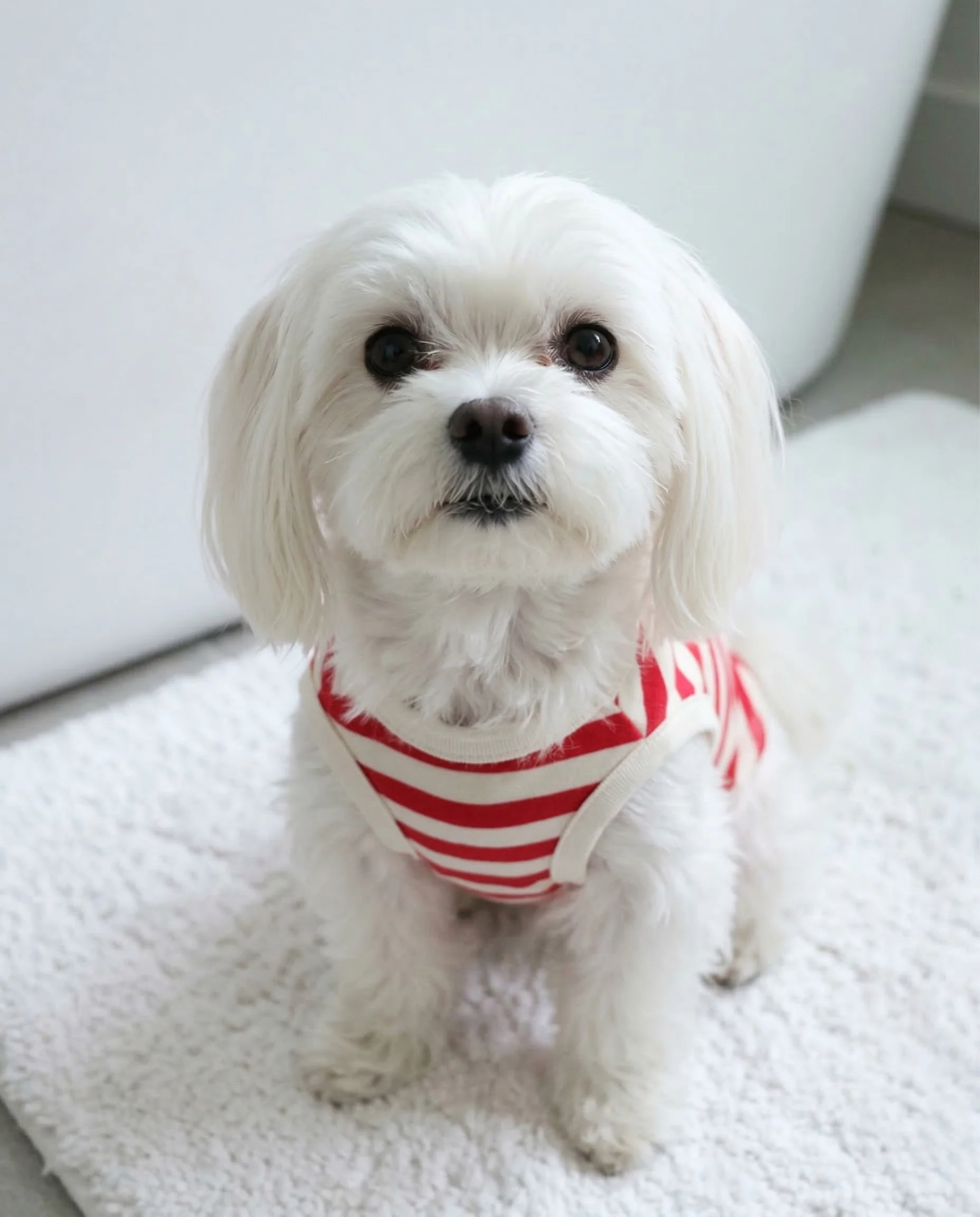 Pup Rally Red + Ivory Striped Dog Tank - Image 6