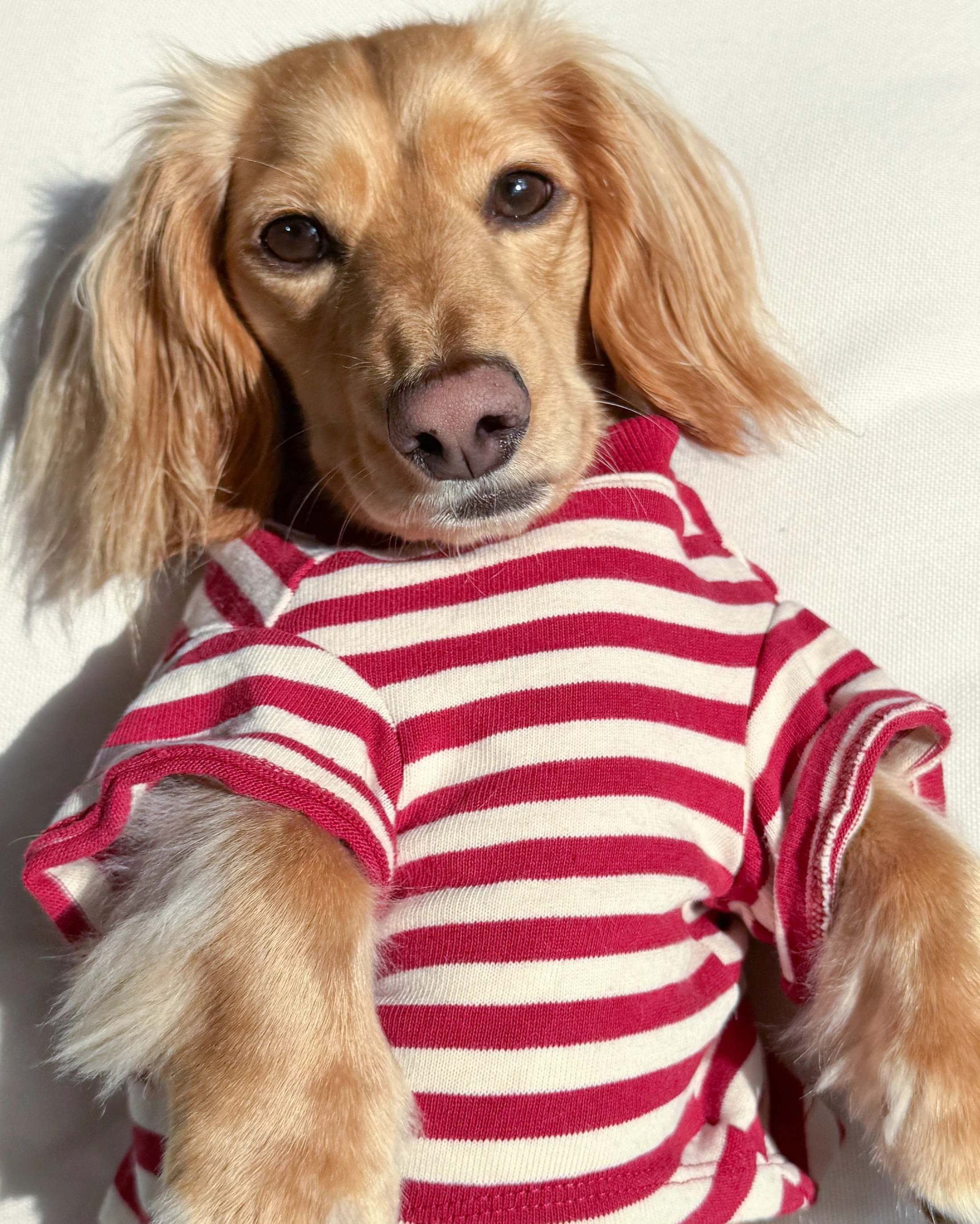 Playful Pooch Red + Ivory Striped Dog T-Shirt - Image 11