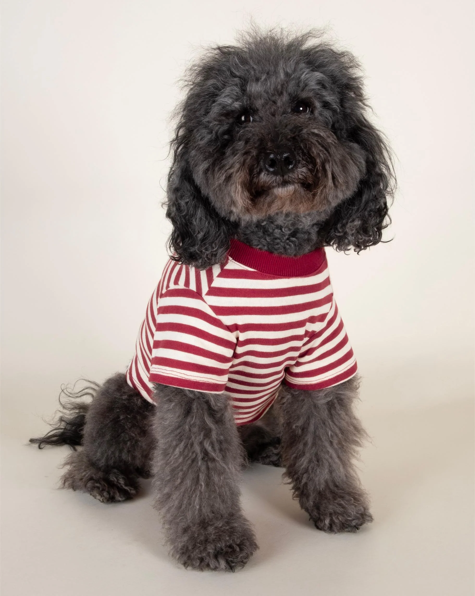 Playful Pooch Red + Ivory Striped Dog T-Shirt - Image 3