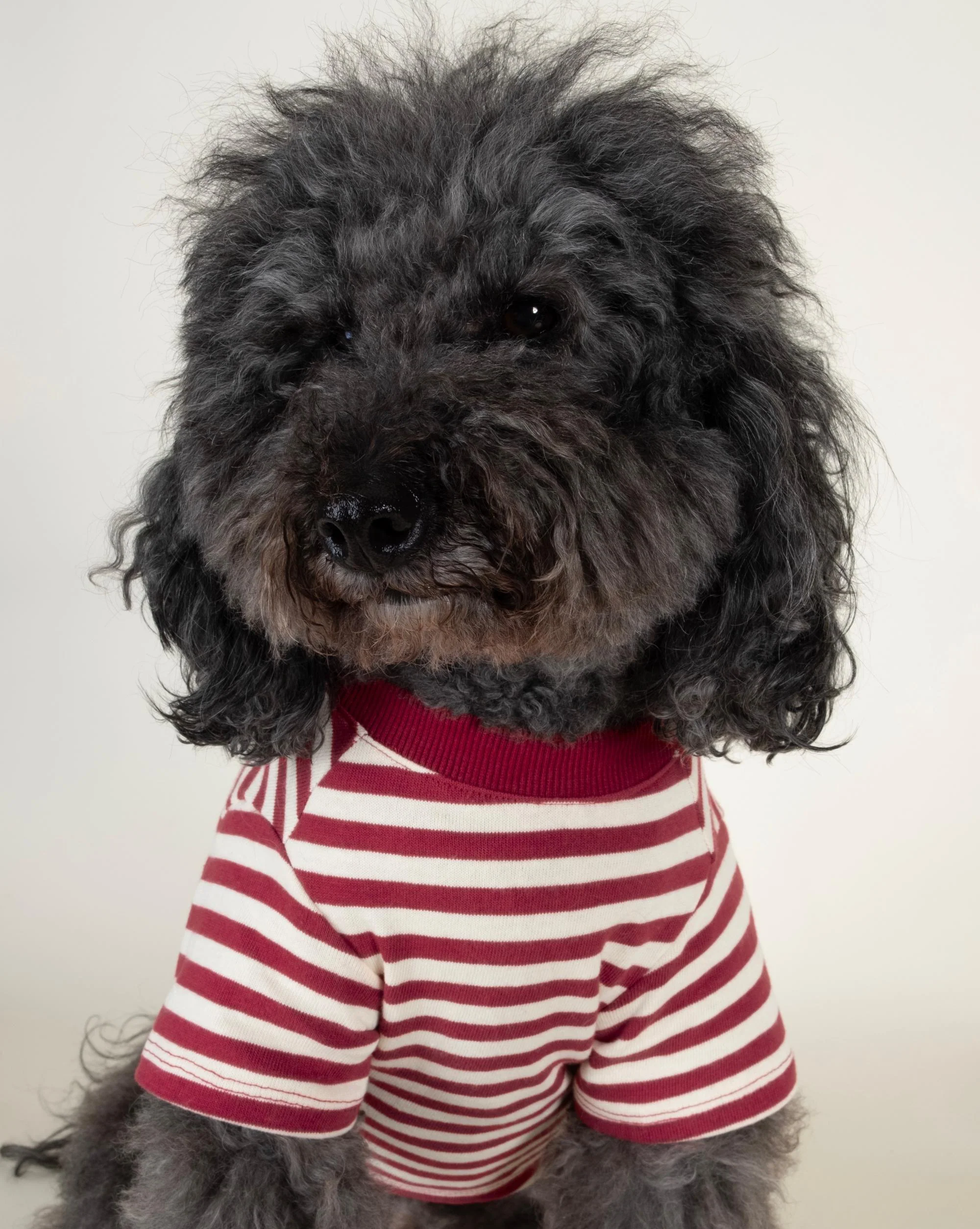 Playful Pooch Red + Ivory Striped Dog T-Shirt - Image 6