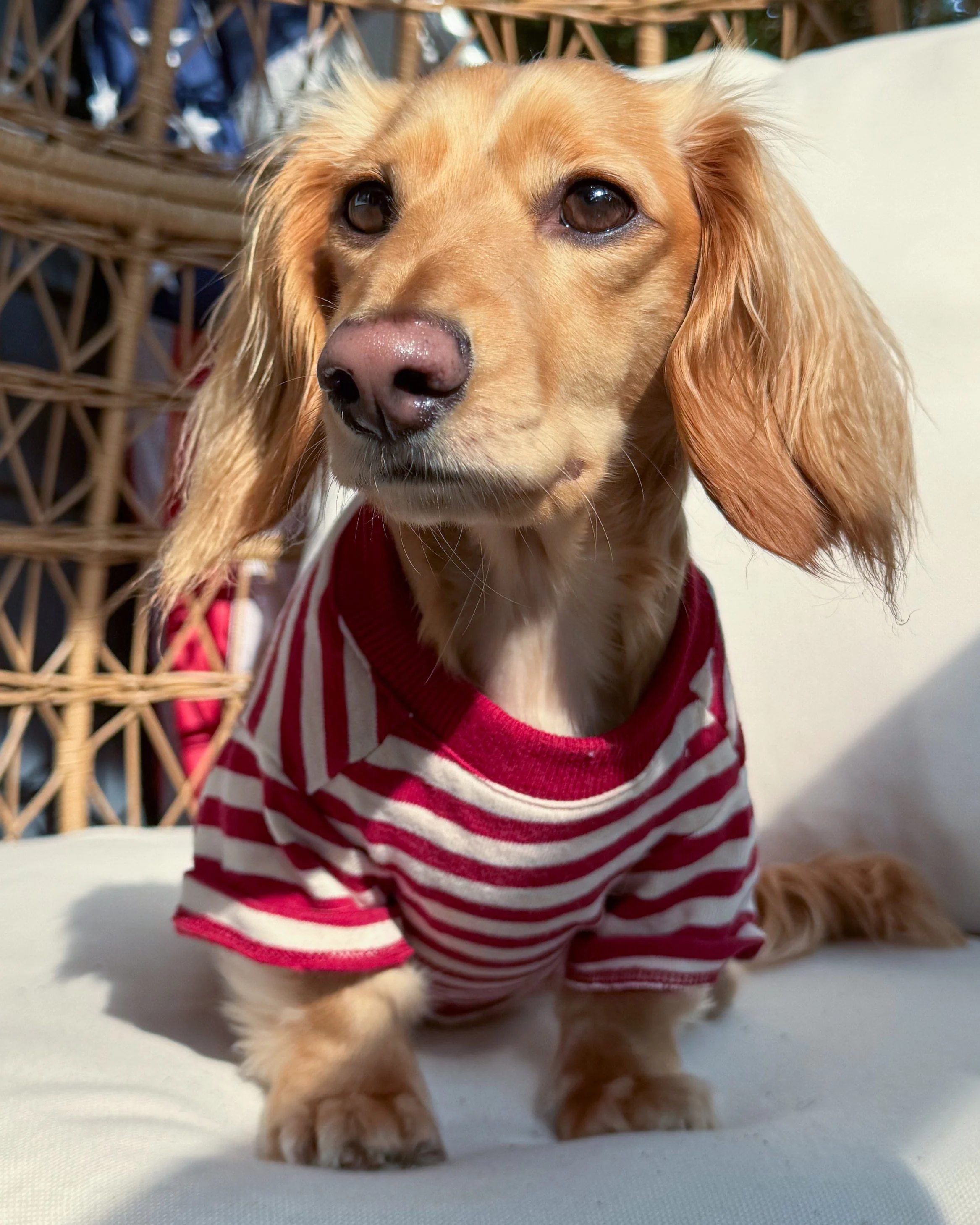 Playful Pooch Red + Ivory Striped Dog T-Shirt - Image 8