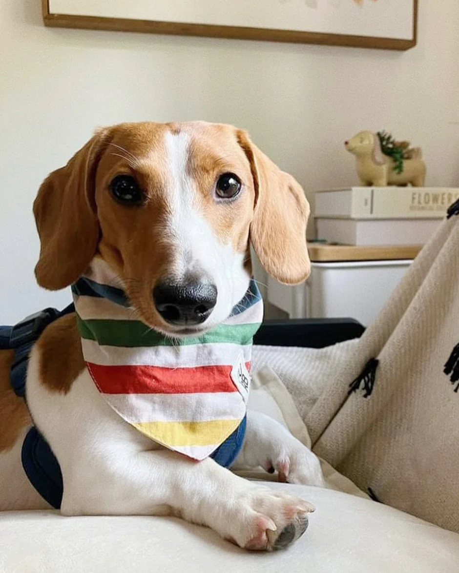 Beach Blanket Bingo Multi Striped Dog Bandana - Image 4