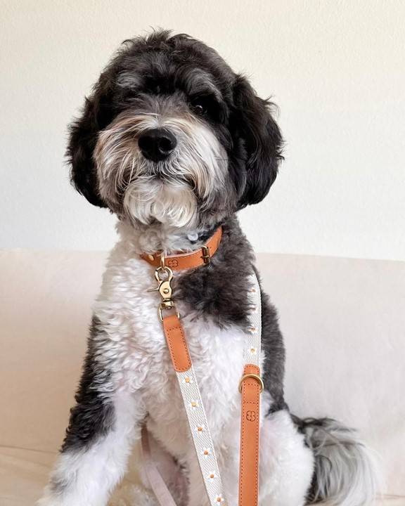 Fresh As A Daisy Collar + Leash Set - Image 2