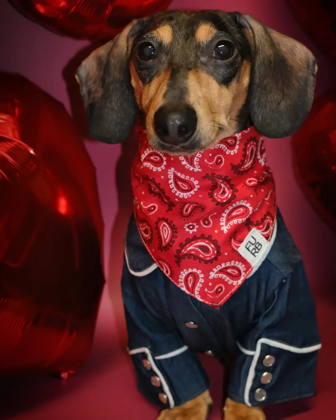 Blue Jean Baby Denim Dog Shirt - Image 5